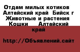 Отдам милых котиков - Алтайский край, Бийск г. Животные и растения » Кошки   . Алтайский край